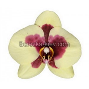 Орхидея 2 ветки (Savona)
